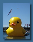89 The Darling Harbour Duck